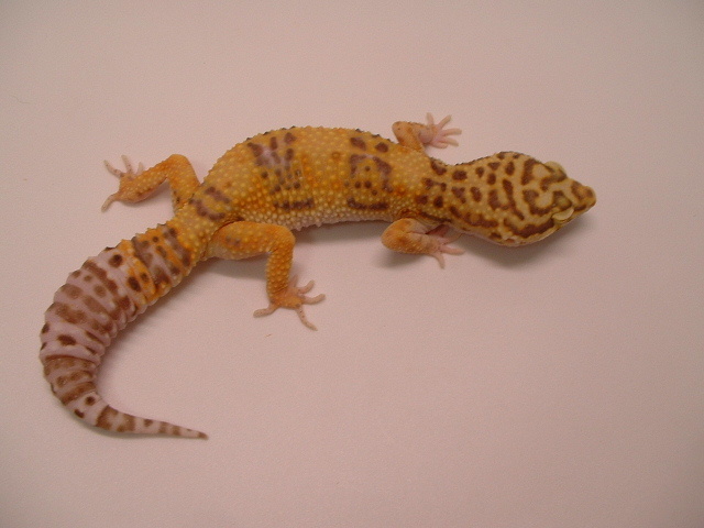 bell albino female