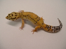hypo tngerine female