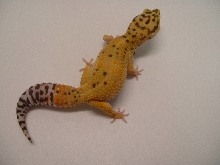 hypo tangerine female