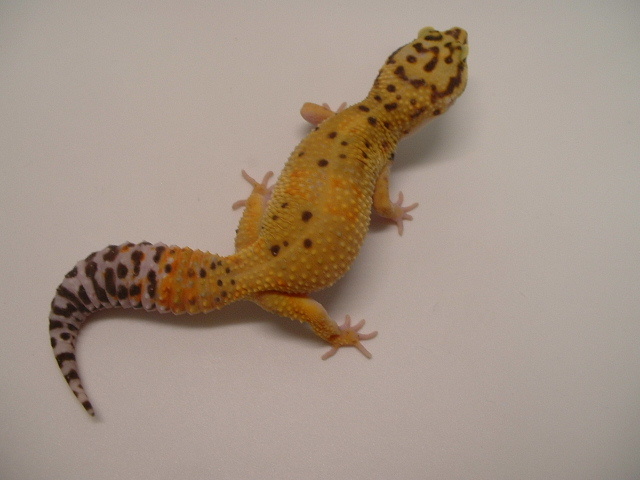 hypo tangerine female