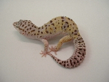 mack snow male