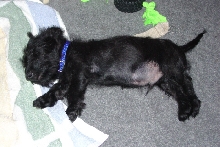 Petey the Scottie asleep.