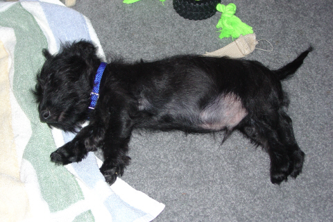 Petey the Scottie asleep.
