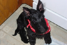 Petey   5 1/2 months  Scottie