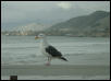 Sea Gull at Pismo Beach Pier