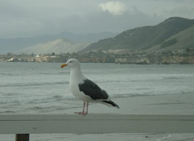 Sea Gull at Pismo Beach Pier