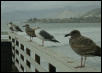 Birds on Pier at Pismo Beach