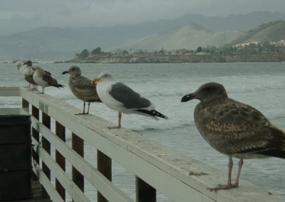 Birds on Pier at Pismo Beach