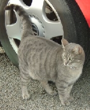 Greeter Cat, Heart Sanctuary