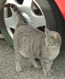 Greeter Cat, Heart Sanctuary