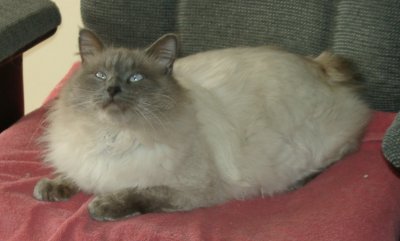 Oscar at Heart Sanctuary