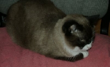 Chloe at Heart Sanctuary