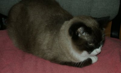 Chloe at Heart Sanctuary