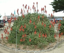 Big Flowering Cactus