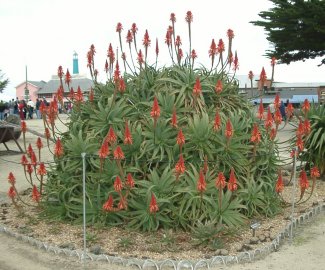 Big Flowering Cactus