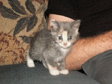 Ophan kitten