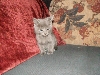 Ophan kitten