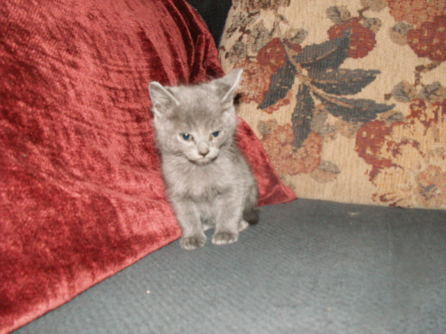 Ophan kitten