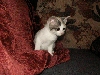 Ophan kitten