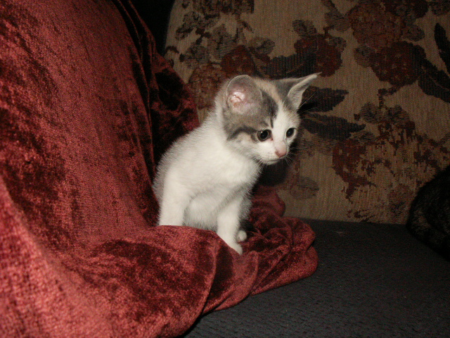 Ophan kitten