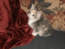 orphan kitten
