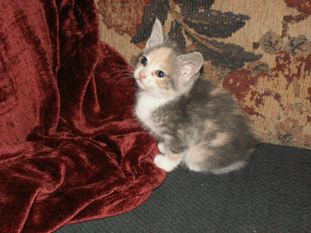 orphan kitten