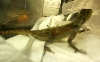 Mystery Lizard