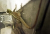 Mystery Lizard