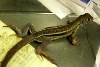 mystery lizard