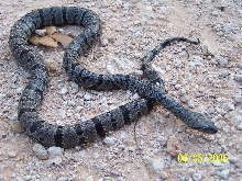 West of Alpine Female Same cut as Bright orange Blairs