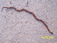West of Alpine Male