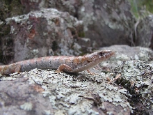 Alligator lizard
