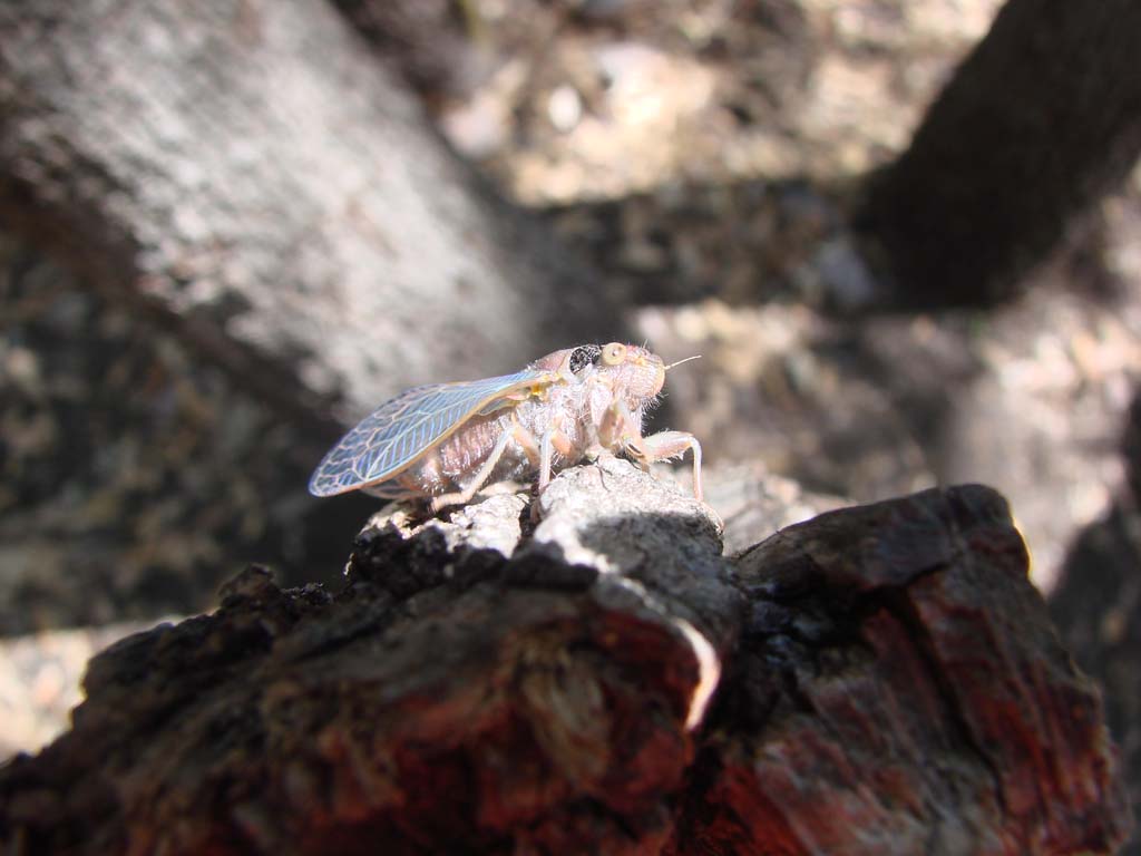 Cicada