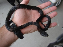 Comstock Male
