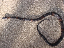 Comstock Male