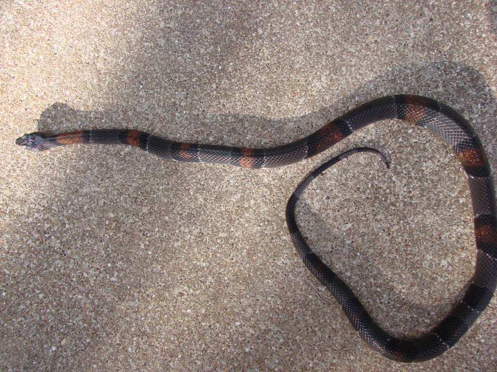 Comstock Male