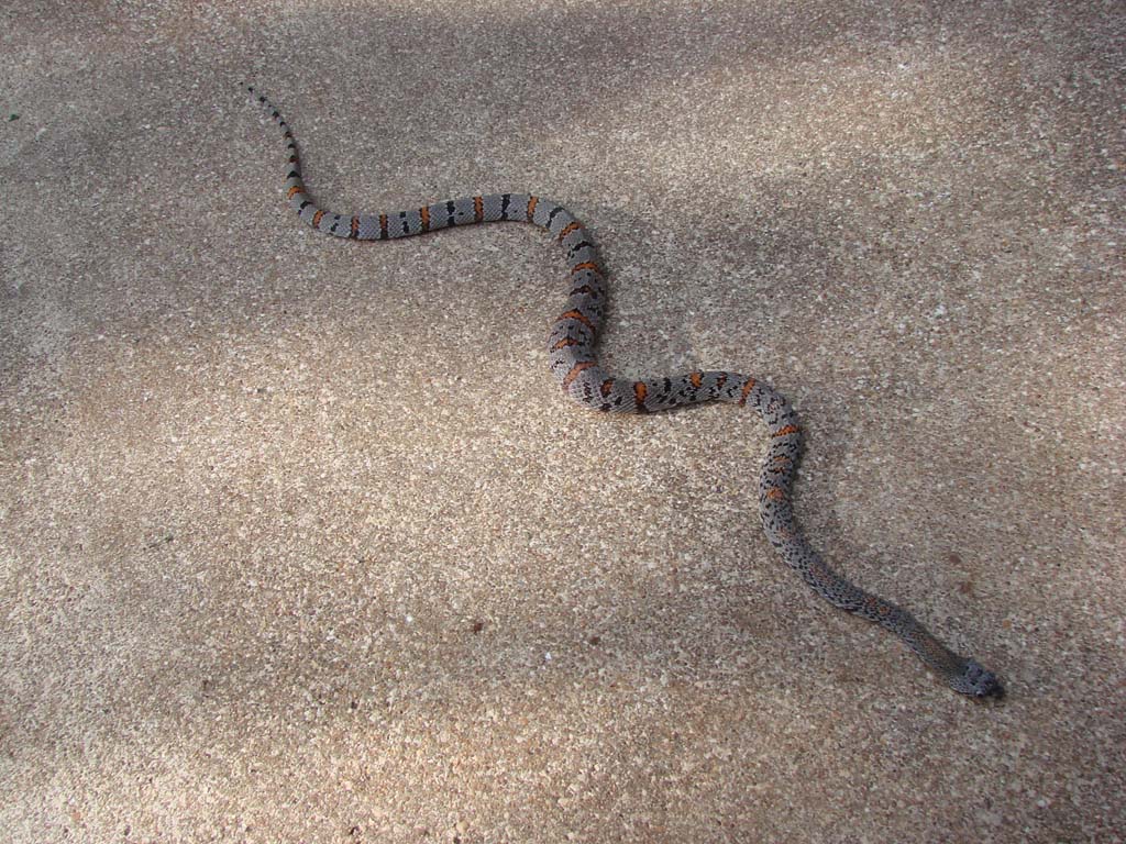 Six Miles south of ALpine Male