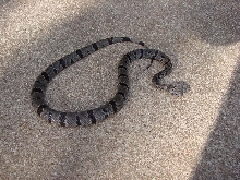 West of Alpine Male 2