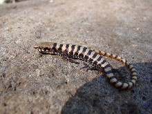 Juvenile Alligator Lizard