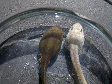 Leucistic Leopard Frog Tadpole