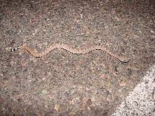 Mojave I think.