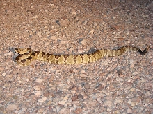 Molossus