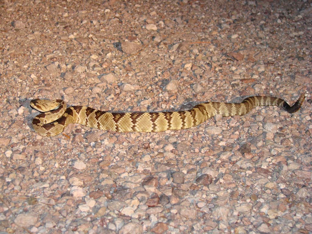 Molossus