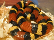 Nice wide banded Scarlet Kingsnake