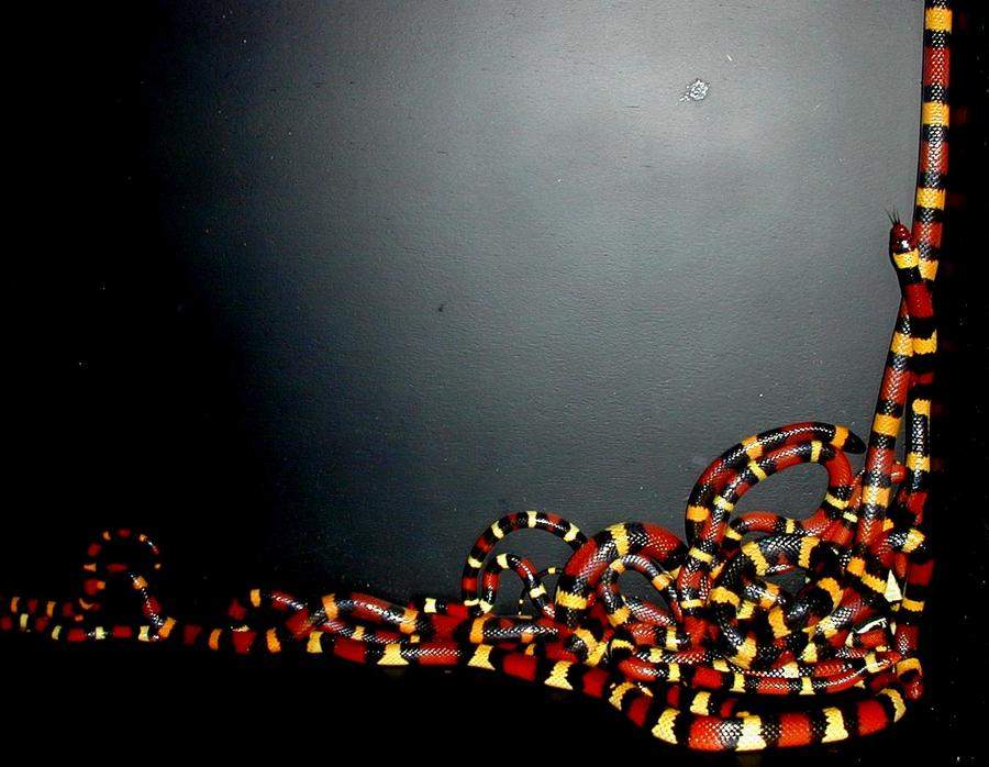 Group of Scarlet Kings