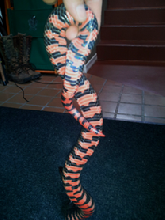 mudsnake
