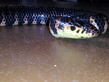 mudsnake