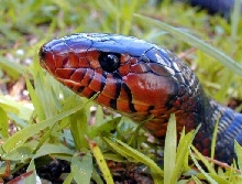 Redthroat Eastern Indigo