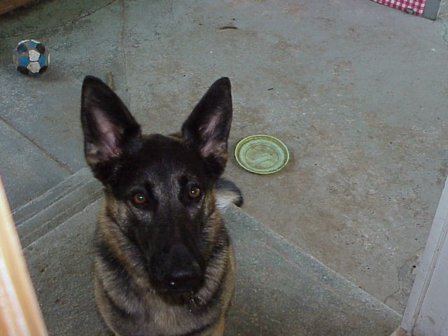 Bear - done playin' can I come inside now?