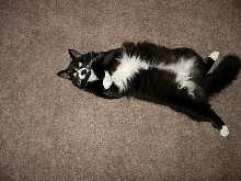 Rub my belly!